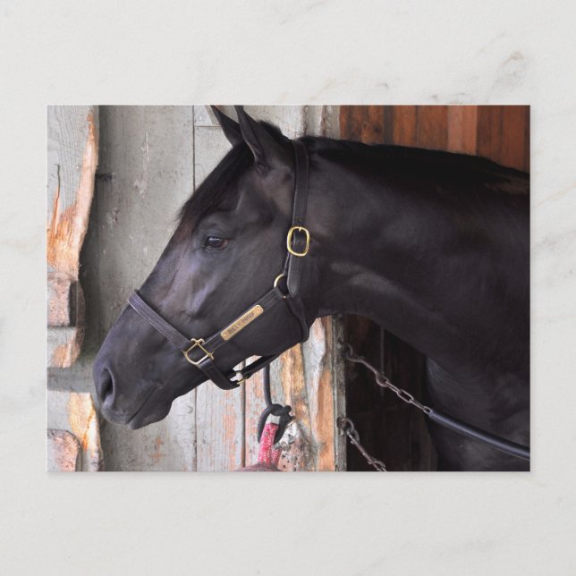 Bully Proof von Bellamy Road Flaming Slew Postkarte (Vorderseite)