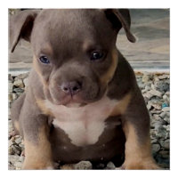 Bully Rasse Welpe
