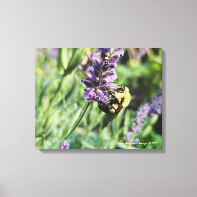 Bumble Bee and Lavender Stretched Canvas Print Leinwanddruck (Vorderseite)