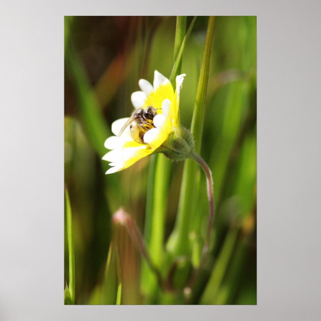 "Bumble Bee" Poster (Vorne)