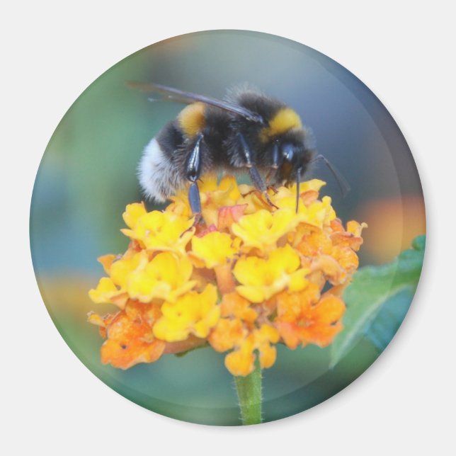 BumbleBee Magnet (Vorne)