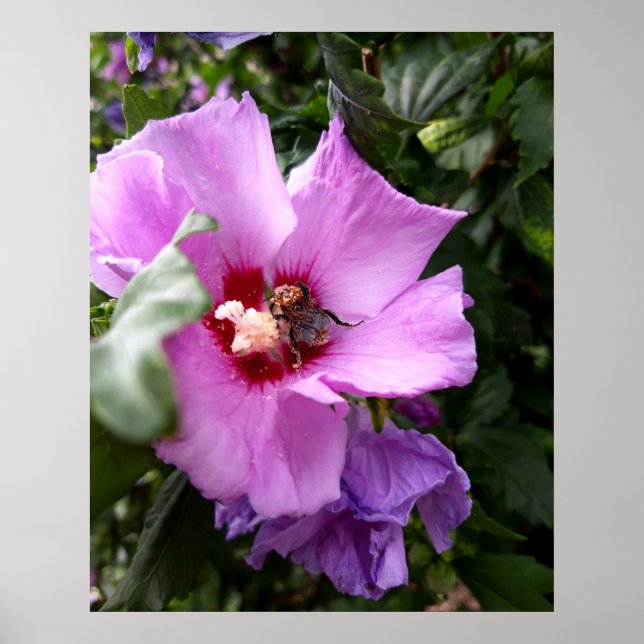 Bumblebee on Hibiscus Flower Poster (Vorne)