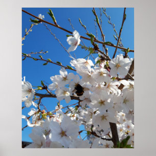 Bumblebee on wild cherry bloom poster