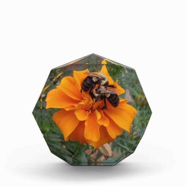 Bumblebees on Marigold Flower Fotoblock (Vorderseite)