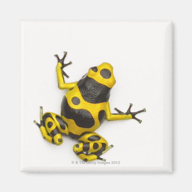 Bumblebepoison Dart Frog Magnet (Vorne)