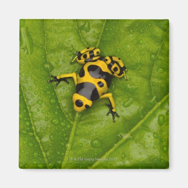 Bumblebepoison Dart Frog Magnet (Vorne)