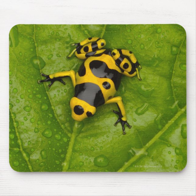 Bumblebepoison Dart Frog Mousepad (Vorne)