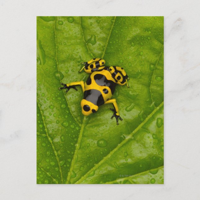 Bumblebepoison Dart Frog Postkarte (Vorderseite)