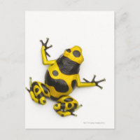 Bumblebepoison Dart Frog