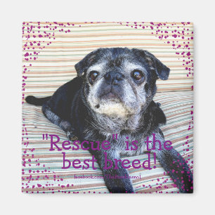 Bumblesnot Magnet: "Rettung" ist die beste Zucht! Magnet