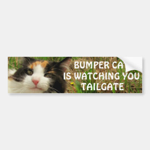 Bumper Cat schaut TAILGATE 8 Autoaufkleber