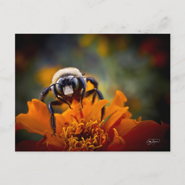 Bunble Bee Postkarte (Vorderseite)