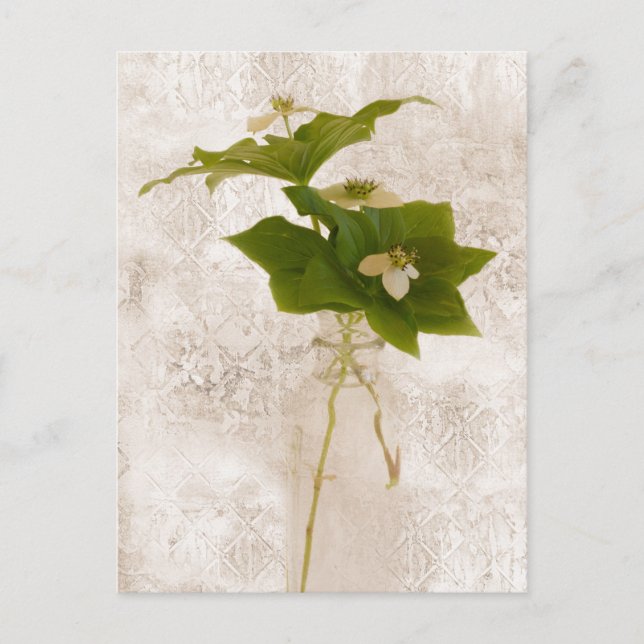 Bunch Berry - Wild Dogwood Postcard Postkarte (Vorderseite)
