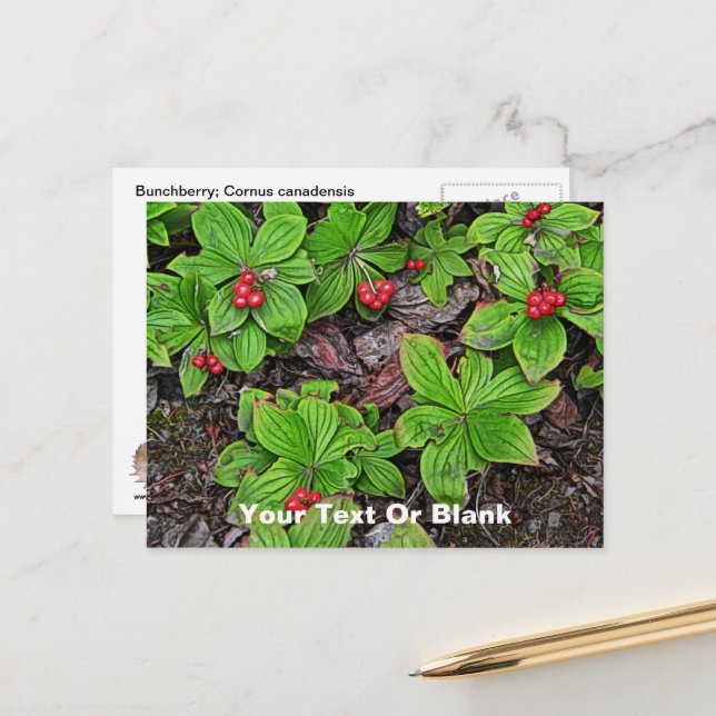 Bunchbeere mit Beeren Postkarte (Vorderseite/Rückseite Beispiel)