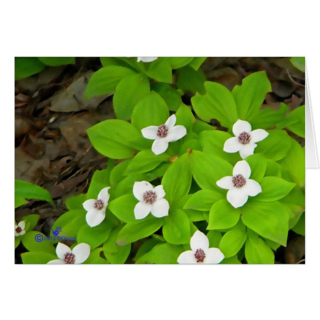 Bunchberry (Vorderseite (Horizontal))