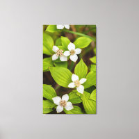 Bunchberry-Blume