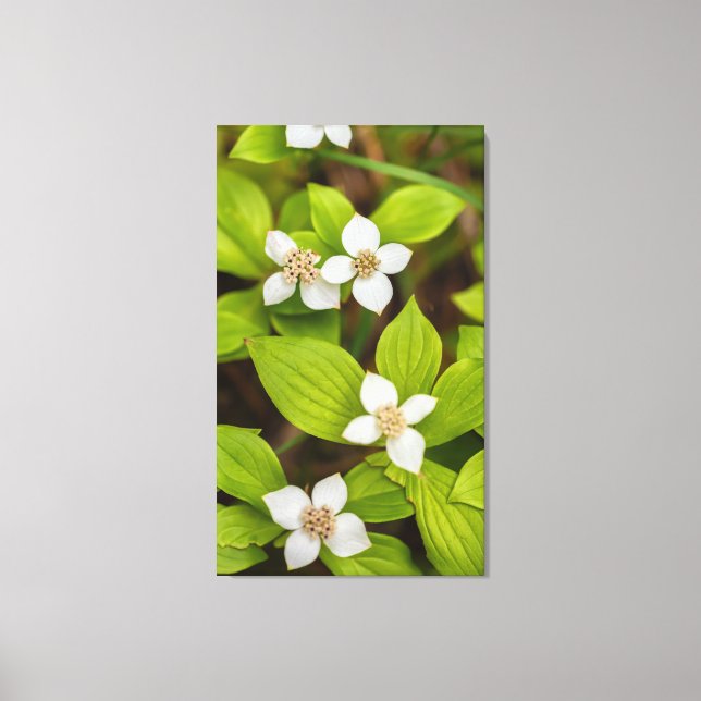 Bunchberry-Blume Leinwanddruck (Vorderseite)
