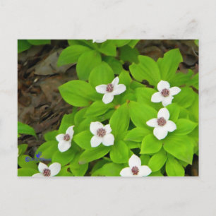 Bunchberry Postkarte