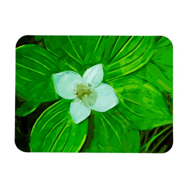 Bunchberry White Wildblume Magnet (Horizontal)