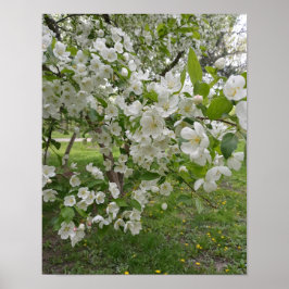 Bunches of Blossoms Poster