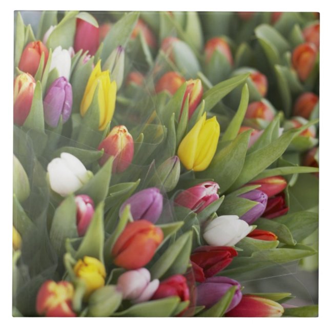Bündel der bunten Tulpen Fliese (Vorderseite)