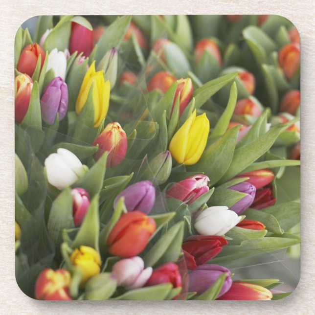 Bündel der bunten Tulpen Untersetzer (Vorderseite)