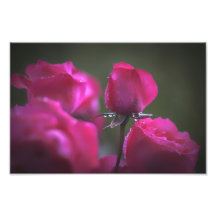 Bündel rosa Rosen (Landschaft)