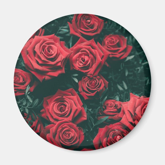 Bündel roter Rosen Magnet (Vorne)
