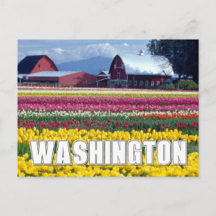 Bundesstaat Washington Tulpenfeld Postkarte
