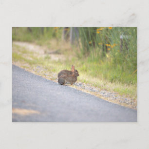 Bunnies Foto Postcard Feiertagspostkarte