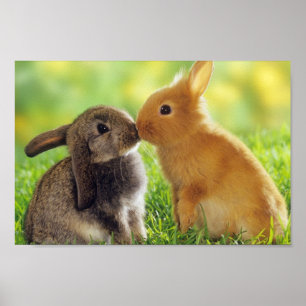 Bunnies Poster