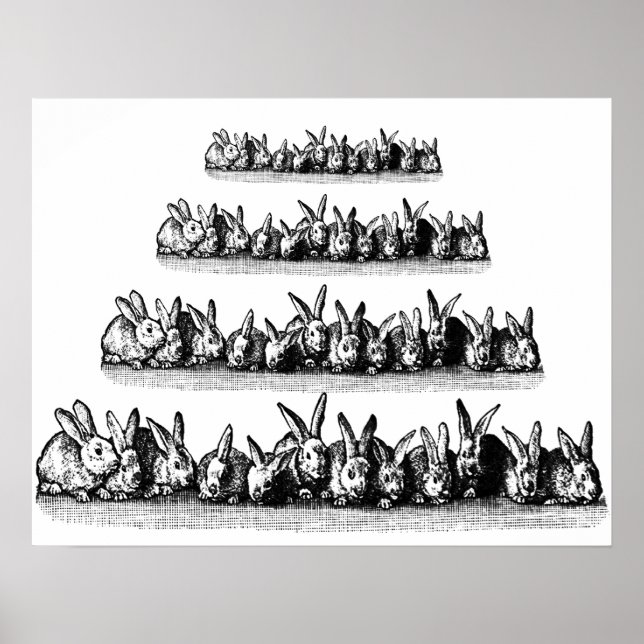 Bunnies Poster (Vorne)