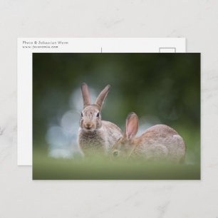 Bunnies Wildlife Foto Postkarte