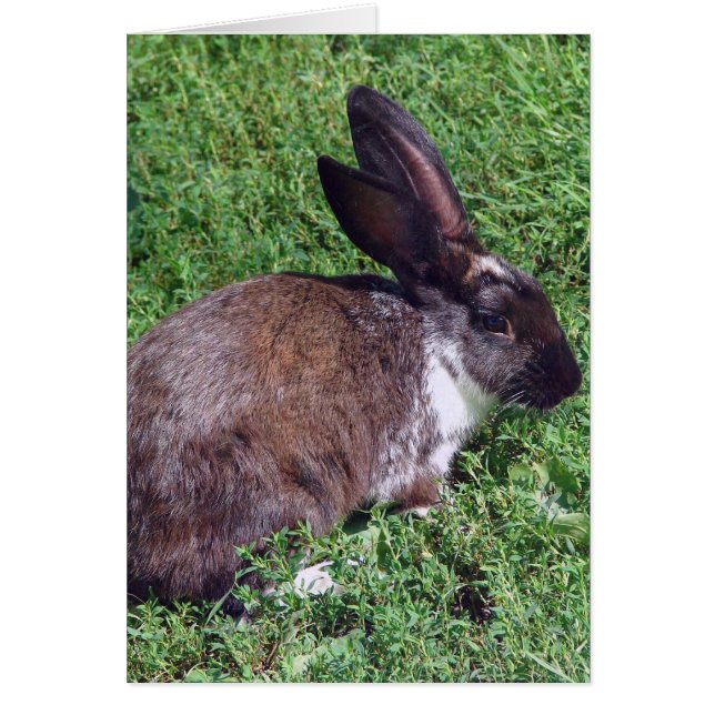 Bunny Blank Inside (Vorne)