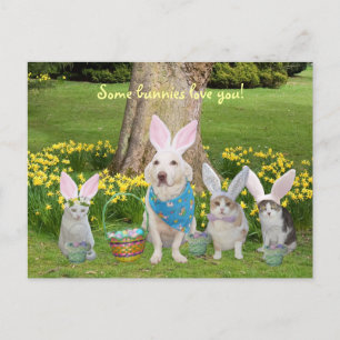 Bunny Dog mit Bunny Cats Feiertagspostkarte
