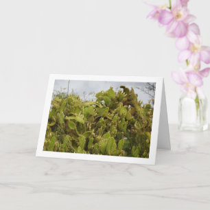 Bunny Ears Cactus, Opuntia Microdasys Karte