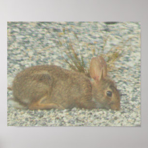 Bunny Foto Poster