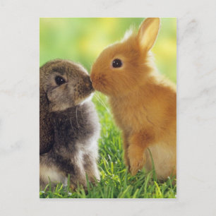 Bunny Kiss Postkarte