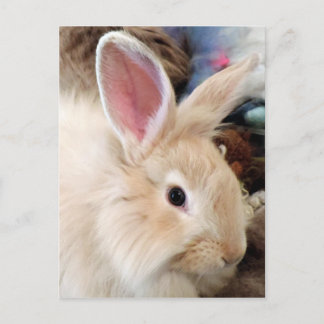 Bunny Liebe Französisch Angora Rabbit Fotografie Postkarte