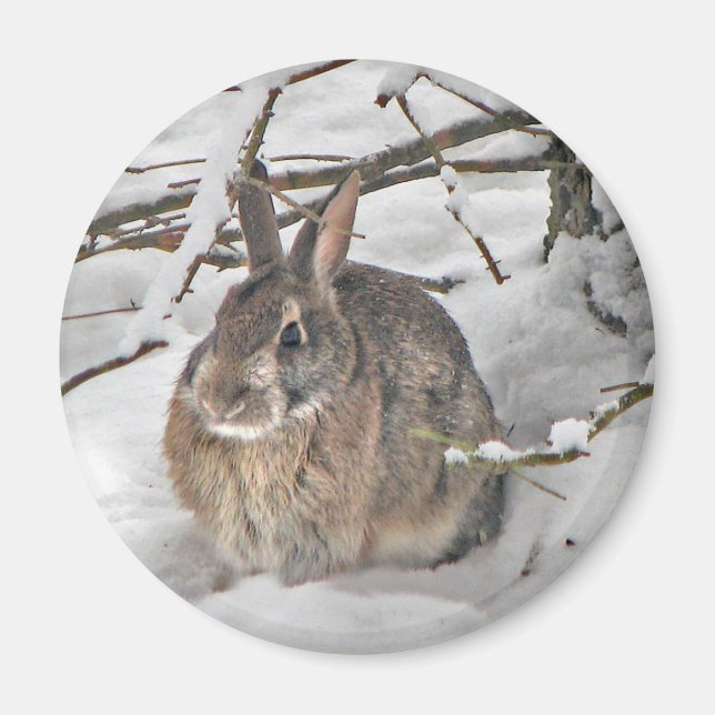 Bunny Magnet (Vorne)