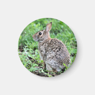 Bunny Magnet