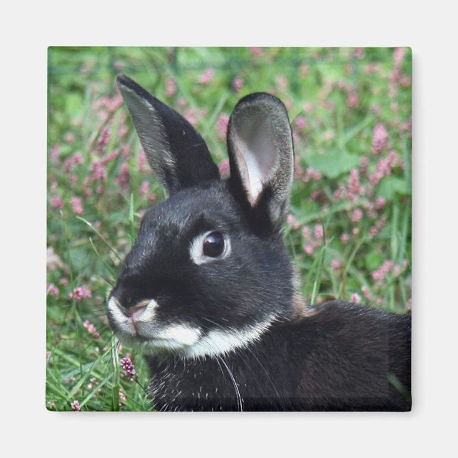 Bunny-Magnet Magnet (Vorne)