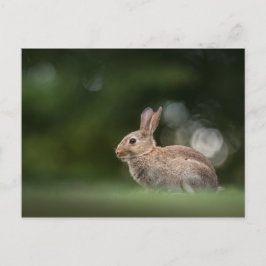 Bunny Nature Foto Postkarte