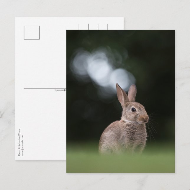 Bunny Nature Foto Postkarte (Vorne/Hinten)