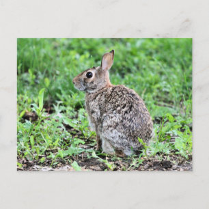 Bunny Postkarte