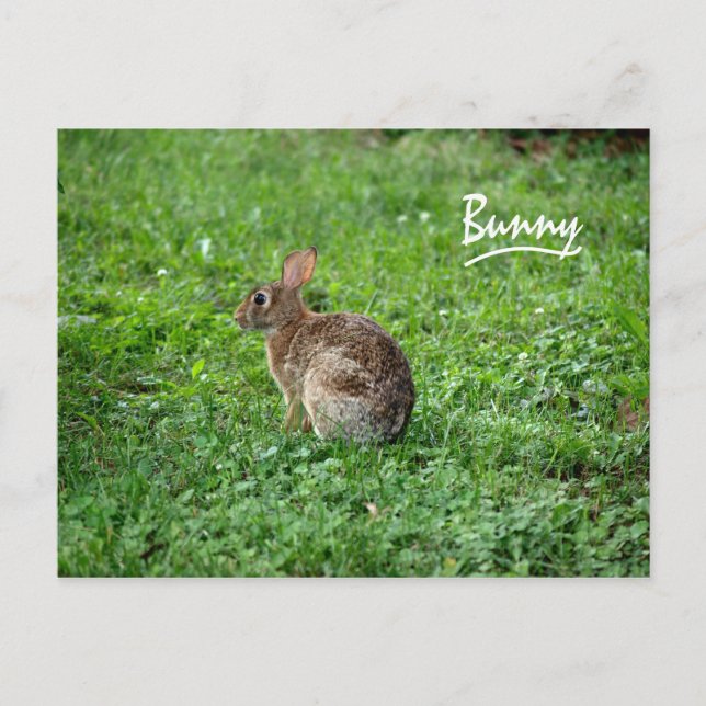 Bunny Postkarte (Vorderseite)