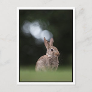Bunny Postkarte