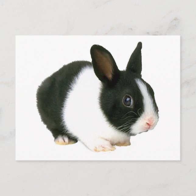 Bunny Rabbit Black & White Postkarte (Vorderseite)
