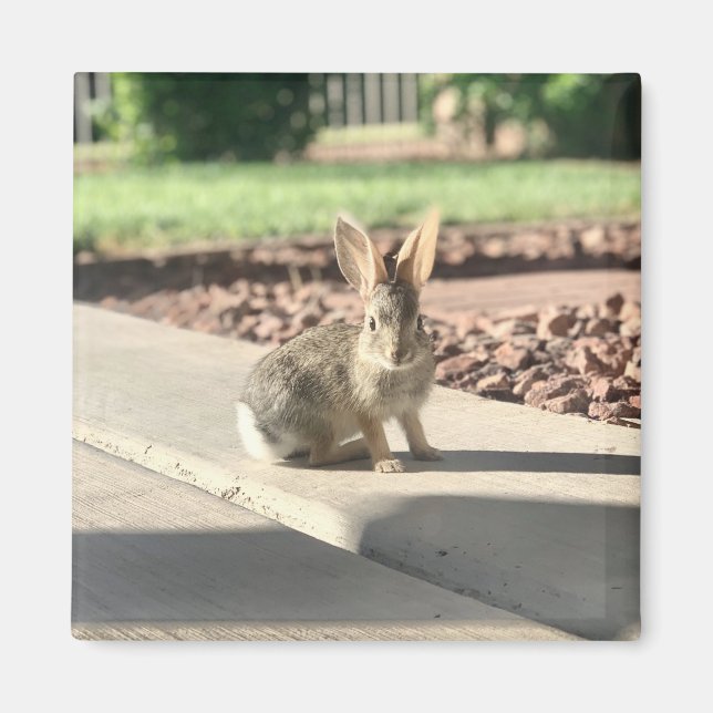 Bunny Rabbit Foto von Easter Spring Magnet (Vorne)