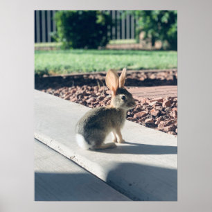 Bunny Rabbit Foto von Easter Spring Poster